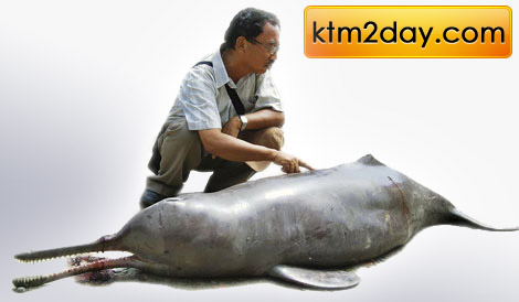dolphin-in-nepal
