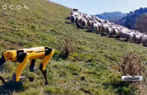 Boston Dynamics' robot dog has a new job, herding sheep in New Zealand