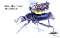 Researcher Create a Tiny Camera Backpack for Beetles