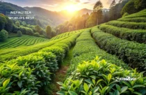 World Tea Expo 2024